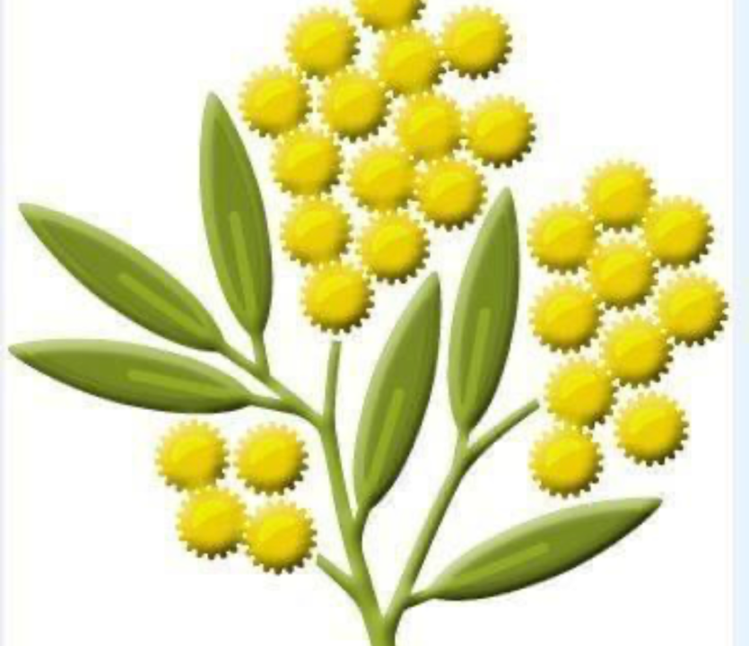 Wattle is the symbol used by the Governor General’s honours and awards lists.